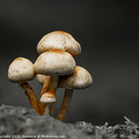 Buy canvas prints of Toadstools by David Stephens