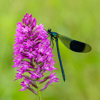 Buy canvas prints of Banded Demoiselle damselfly and orchid by David Stephens