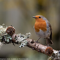 Buy canvas prints of European robin with pine cones by David Stephens