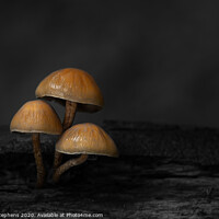 Buy canvas prints of Group of toadstools with black and white background by David Stephens