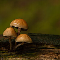 Buy canvas prints of Group of three toadstools by David Stephens