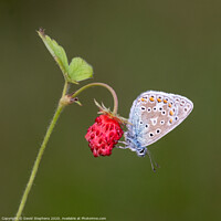 Buy canvas prints of Common blue butterfly on a wild strawberry by David Stephens