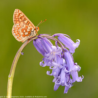Buy canvas prints of Marsh fritillary butterfly on a bluebell by David Stephens