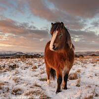 Buy canvas prints of Welsh pony in the snow by David Stephens