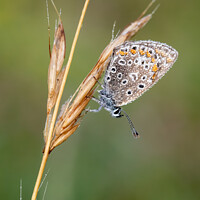 Buy canvas prints of Common blue butterfly with morning dew by David Stephens