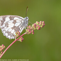 Buy canvas prints of Marbled white butterfly on a flower by David Stephens