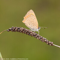Buy canvas prints of Meadow brown butterfly by David Stephens