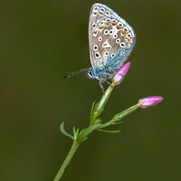 Buy canvas prints of Common blue butterfly on a pink flower by David Stephens