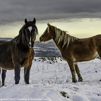 Buy canvas prints of Ponies in the snow by David Stephens