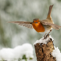 Buy canvas prints of Robin in the snow by David Stephens