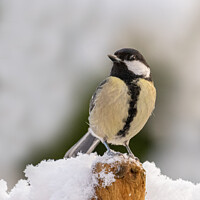Buy canvas prints of Great tit in the snow by David Stephens