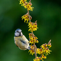Buy canvas prints of A small bird perched on a flower by David Stephens