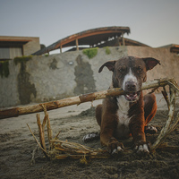 Buy canvas prints of Dog at the sunset by Joanna Pantigoso