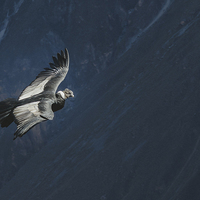 Buy canvas prints of Condor in Peruvian Highland by Joanna Pantigoso