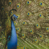 Buy canvas prints of Peacock by Joanna Pantigoso