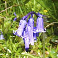 Buy canvas prints of Bluebells by Paul Ayers