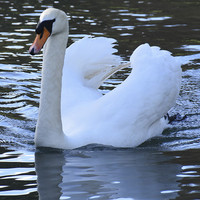 Buy canvas prints of Swan - Reflections by matthew wakefield
