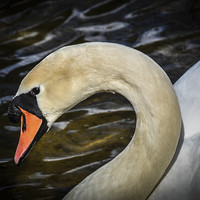 Buy canvas prints of Natural Beauty - Swan by matthew wakefield