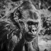 Buy canvas prints of Gorilla in Thinking by Kirsty Herring