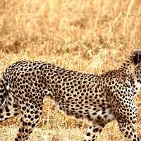 Buy canvas prints of Cheetah on the prowl by Sarah Magee
