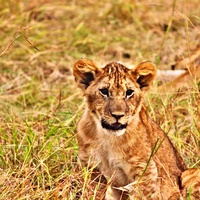 Buy canvas prints of Lioncub by Sarah Magee