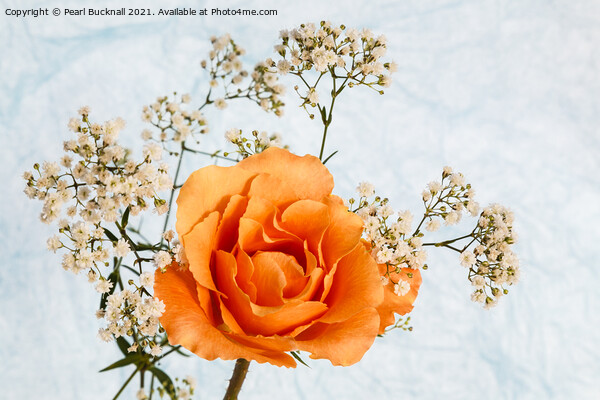 Rose Flower and Gypsophila Flowers Picture Board by Pearl Bucknall