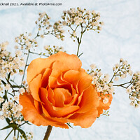 Buy canvas prints of Rose Flower and Gypsophila Flowers by Pearl Bucknall
