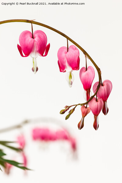 Bleeding Heart Pink Flowers on White Picture Board by Pearl Bucknall