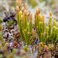 Buy canvas prints of Low Down on Mosses  by Pearl Bucknall