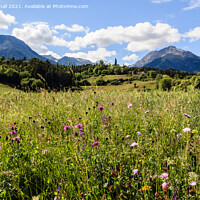 Buy canvas prints of Summer Alpine Flower Meadow by Pearl Bucknall