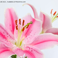 Buy canvas prints of Pink Lilies Lily Flowers Flora by Pearl Bucknall