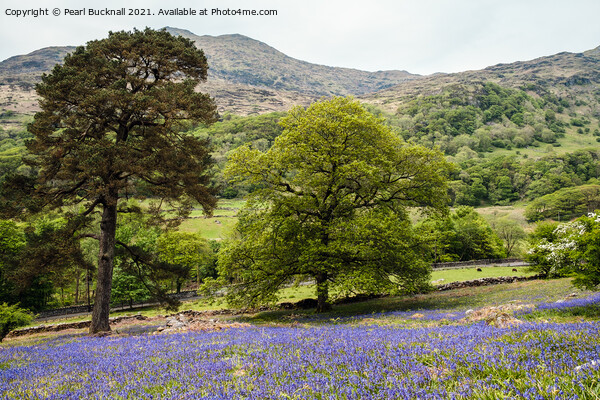 Welsh Bluebells in Snowdonia Countryside Picture Board by Pearl Bucknall