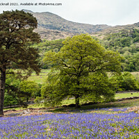 Buy canvas prints of Welsh Bluebells in Snowdonia Countryside by Pearl Bucknall