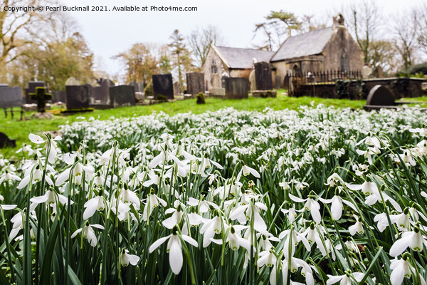 Wild Snowdrops in Anglesey Churchyard  Picture Board by Pearl Bucknall