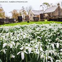 Buy canvas prints of Wild Snowdrops in Anglesey Churchyard  by Pearl Bucknall