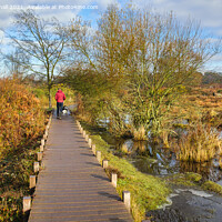 Buy canvas prints of Walking the Dog Outdoors at Hothfield Kent by Pearl Bucknall