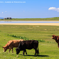 Buy canvas prints of Cattle Grazing on Machair Isle of Harris Scotland by Pearl Bucknall