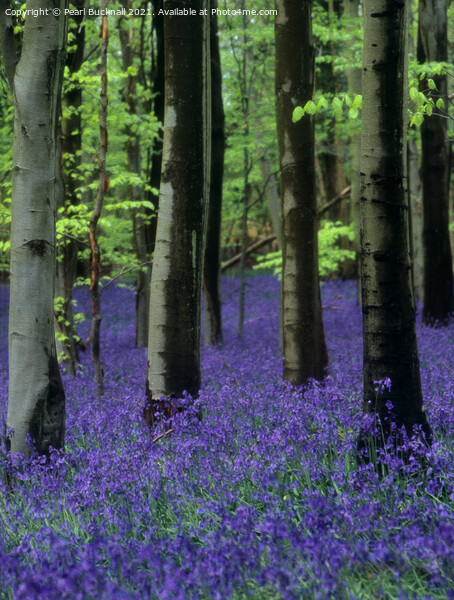 Bluebells in a Bluebell Wood in Beech Woodland Picture Board by Pearl Bucknall