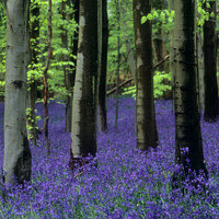 Buy canvas prints of Bluebells in a Bluebell Wood in Beech Woodland by Pearl Bucknall
