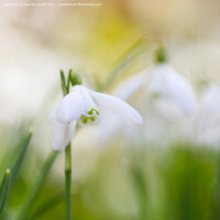 Buy canvas prints of Beautiful Snowdrops Flowers Abstract by Pearl Bucknall