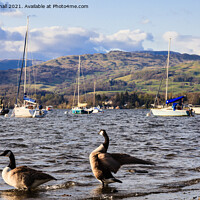 Buy canvas prints of Canada Geese on Windermere Lake District by Pearl Bucknall