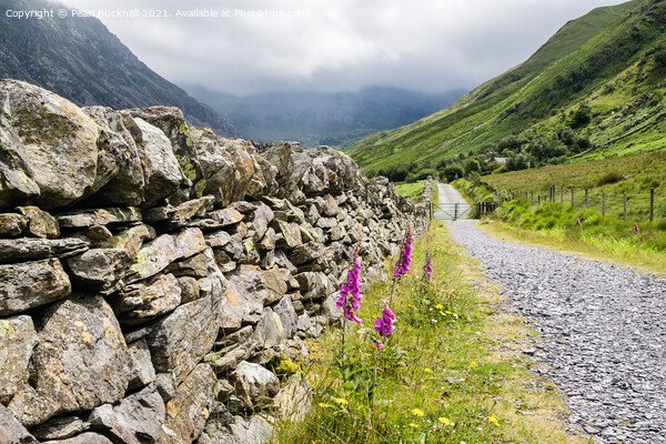 Country Lane Nant Ffrancon Snowdonia Wales Picture Board by Pearl Bucknall