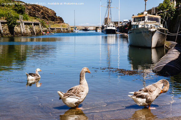 Greylags in Amlwch Port Anglesey Picture Board by Pearl Bucknall