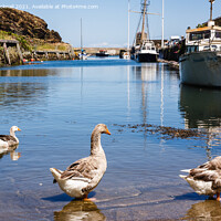 Buy canvas prints of Greylags in Amlwch Port Anglesey by Pearl Bucknall