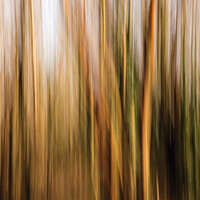 Buy canvas prints of Blurred Woodland Trees Abstract by Pearl Bucknall