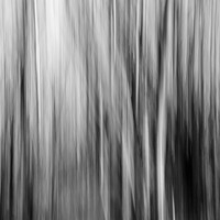 Buy canvas prints of Blurred Tree Trunks Abstract Black and White by Pearl Bucknall