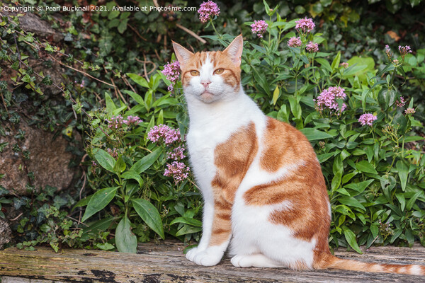 Ginger Tabby Cat in a Garden Picture Board by Pearl Bucknall