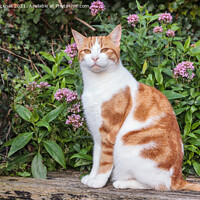 Buy canvas prints of Ginger Tabby Cat in a Garden by Pearl Bucknall