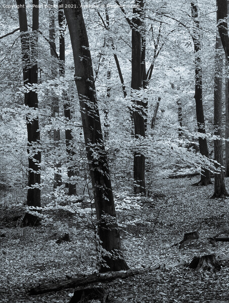 Beech Trees in Woodland Black and White Picture Board by Pearl Bucknall
