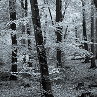 Buy canvas prints of Beech Trees in Woodland Black and White by Pearl Bucknall